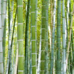 How Growing a Bamboo Tree is Like Growing Your Business